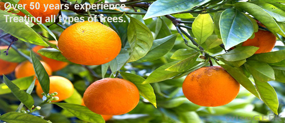 Citrus-Tree-Disease.jpg